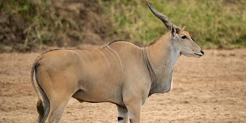 Luxury Tarangire, Ngorongoro, & Lake Manyara Tour