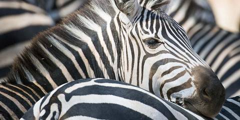 Karibu Safari