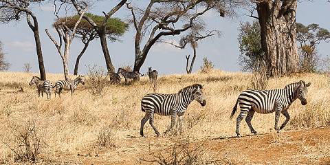 Safari Symphony Tarangire, Eyasi, Crater & Manyara