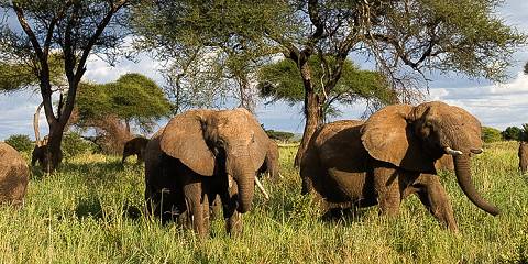 14-Day Primates and Wildlife and Cultural Tour