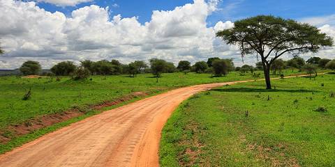 1-Day Trip from Arusha to Tarangire National Park