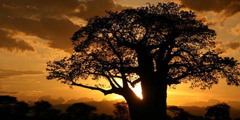 2-Day Safari, Tarangire and Lake Manyara National Park