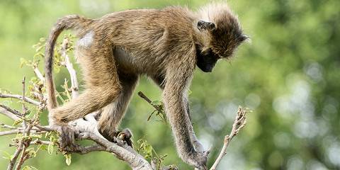 3-Day Saadani National Park and Boat Safari Experiences