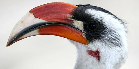 5-Day Tanzania Safari with Big Cats Mid-Range Tour