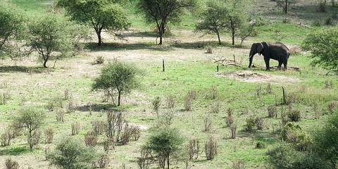 Zanzibar to Tarangire & Lake Manyara Budget Safari