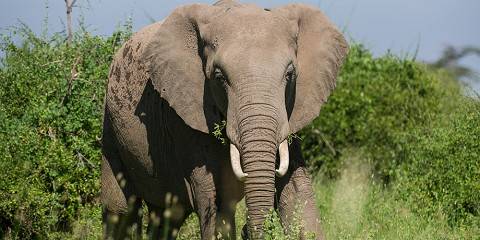 3-Day Unforgetable Safari in Serengeti and Ngorongoro