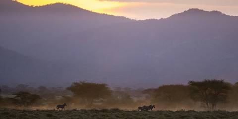 1-Day Day Trip to Mkomazi National Park