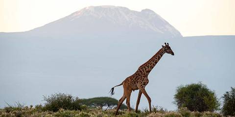 6-Day Midrange and Camping Safari with Mount Kilimanjo