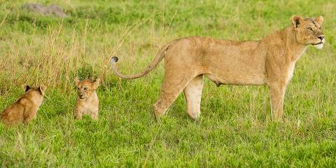 3-Day Great Migration (Southern Serengeti & Ngorongoro)