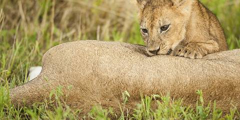 3-Day Budget Safari to Manyara, Ngorongoro & Tarangire