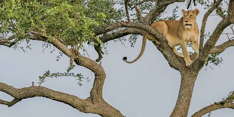 4-Day Exclusive Fly-in Safari Experience