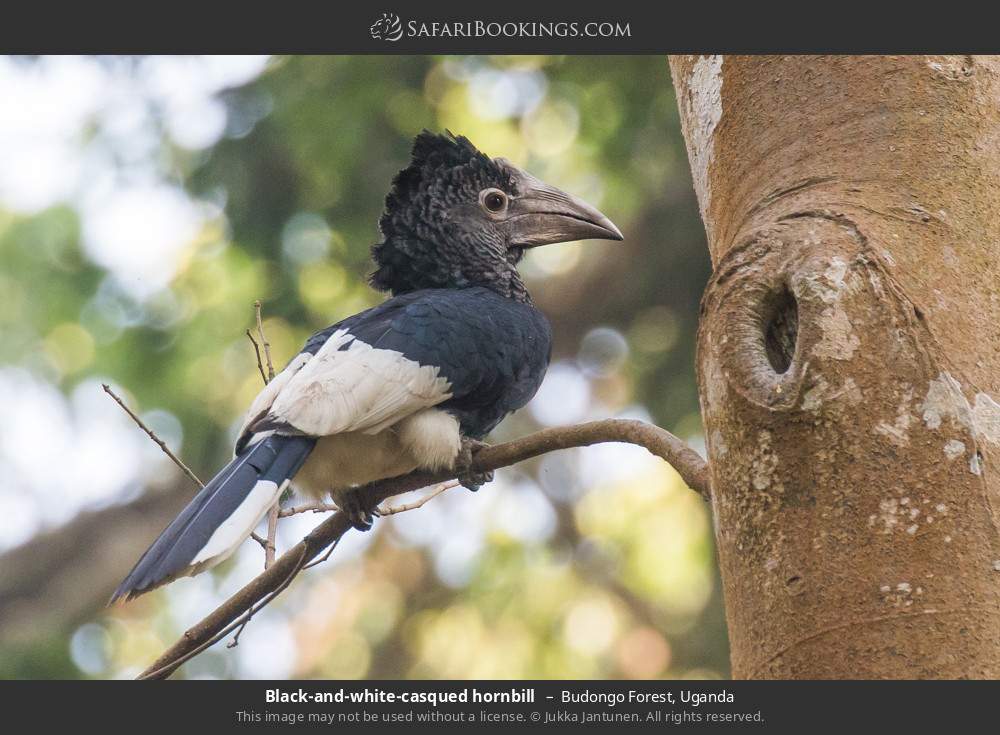 Black-and-white-casqued hornbill in Budongo Forest, Uganda