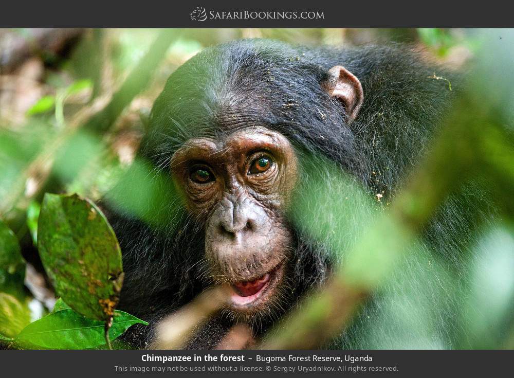 Chimpanzee in the forest in Bugoma Forest Reserve, Uganda