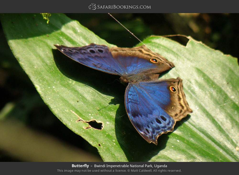 Butterfly in Bwindi Impenetrable National Park, Uganda