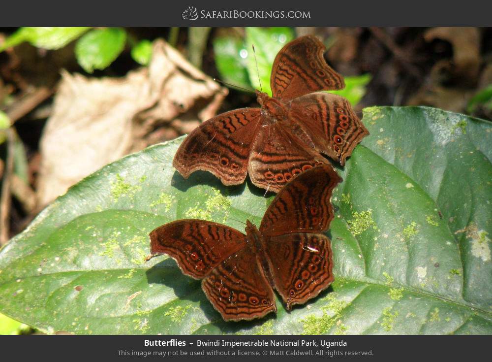 Butterflies in Bwindi Impenetrable National Park, Uganda
