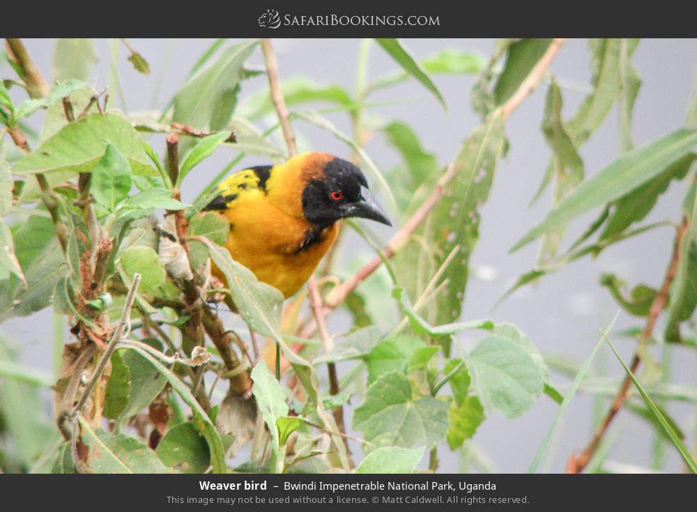 Weaver bird in Bwindi Impenetrable National Park, Uganda