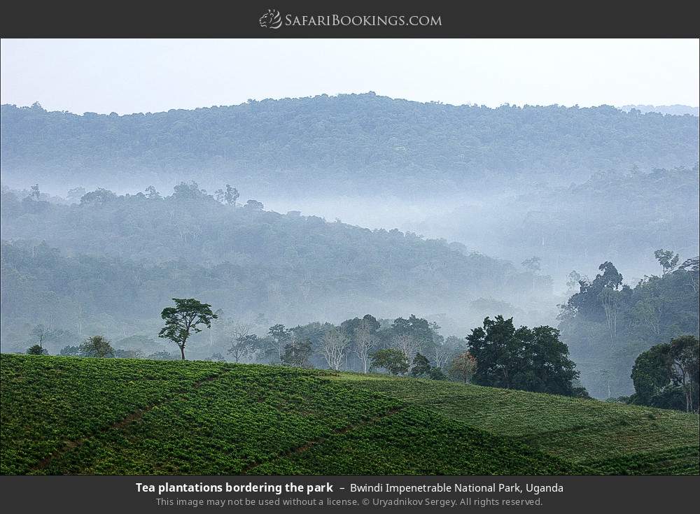 Tea plantation bordering the park in Bwindi Impenetrable National Park, Uganda
