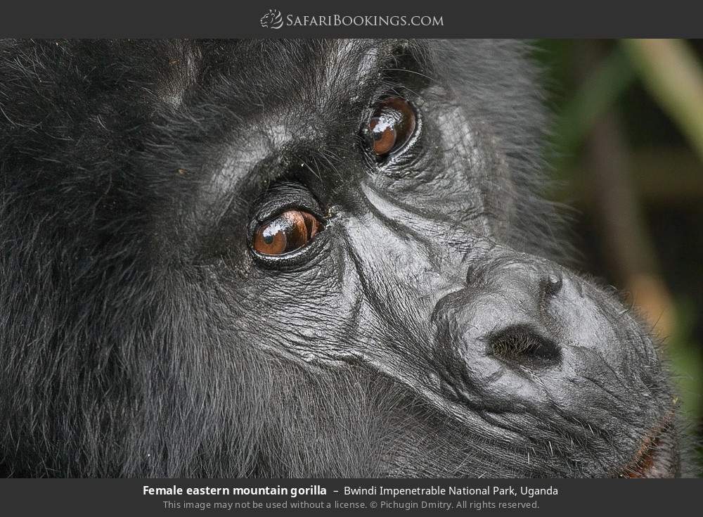 Female mountain gorilla in Bwindi Impenetrable National Park, Uganda