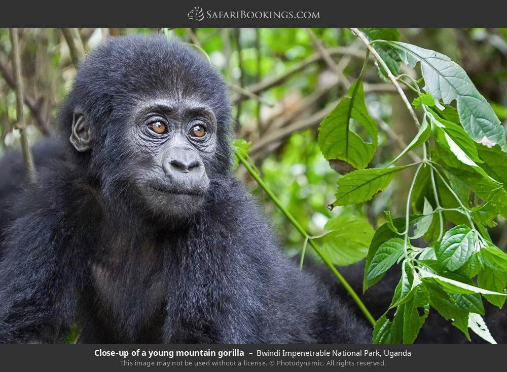Young mountain gorilla in Bwindi Impenetrable National Park, Uganda