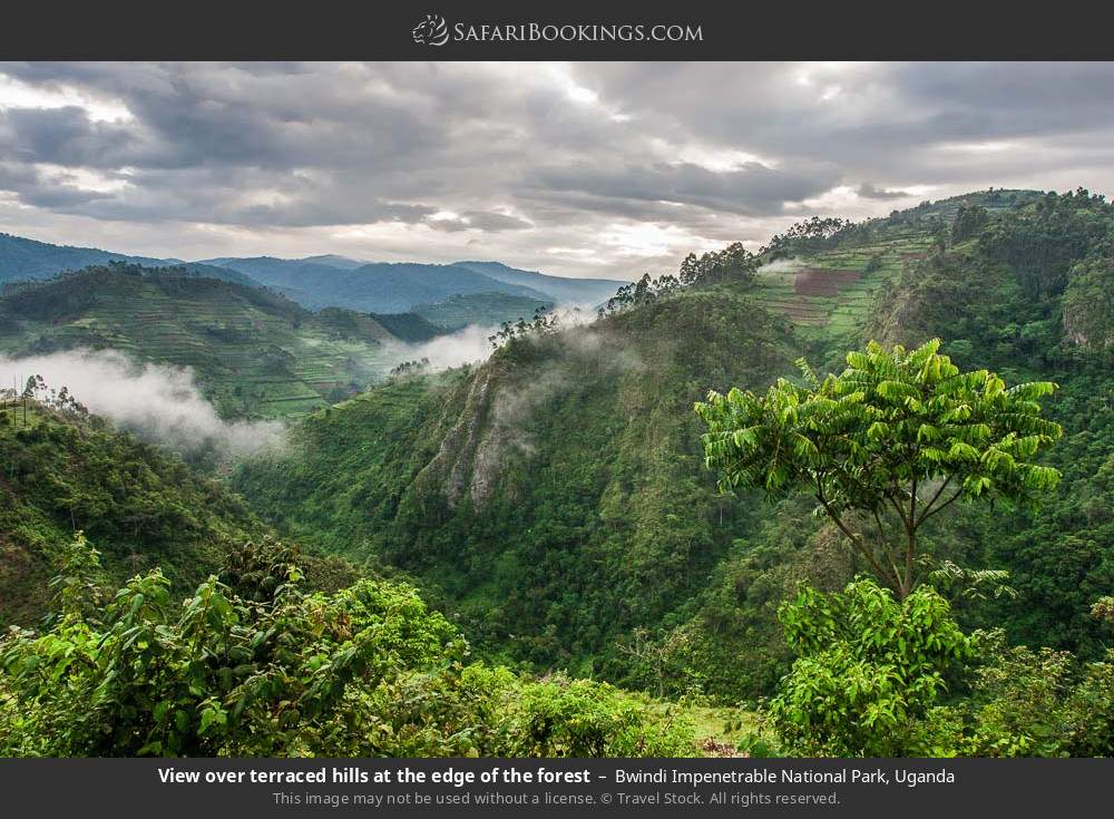 View over terraced hills at the edge of Bwindi Impenetrable NP in Bwindi Impenetrable National Park, Uganda