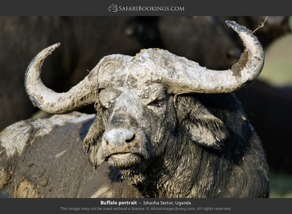 Buffalo portrait in Ishasha Sector, Uganda