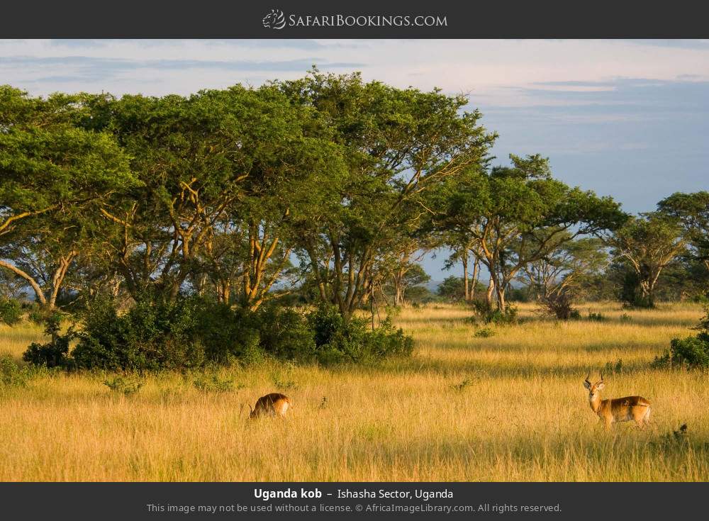 Uganda kob in Ishasha Sector, Uganda