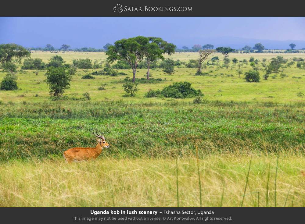 Uganda kob in lush scenery in Ishasha Sector, Uganda