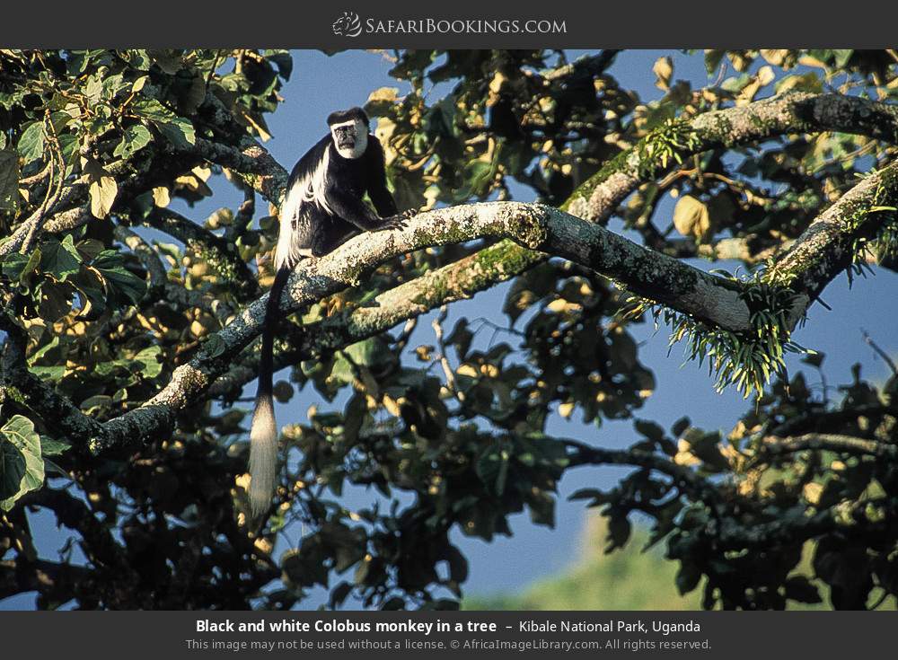 Black-and-white colobus in a tree in Kibale National Park, Uganda