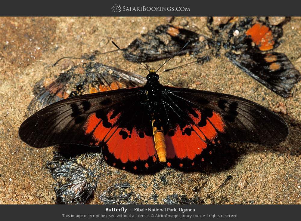 Butterfly in Kibale National Park, Uganda