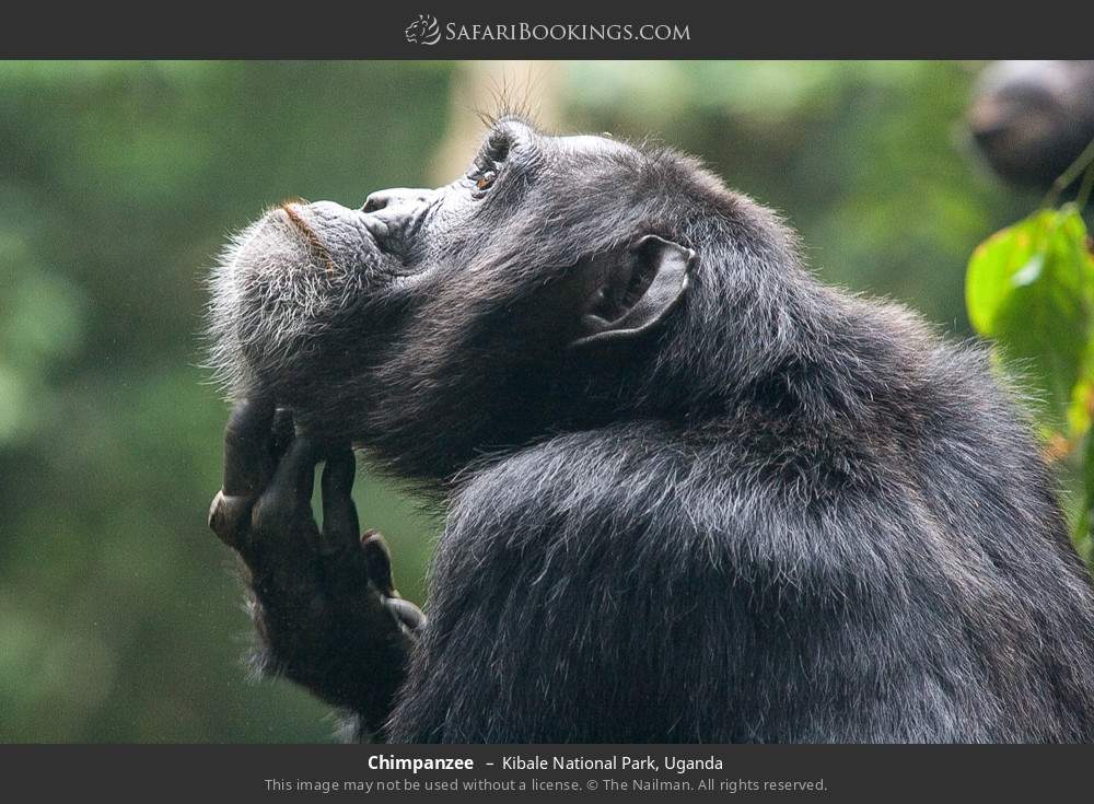 Chimpanzee in Kibale National Park, Uganda