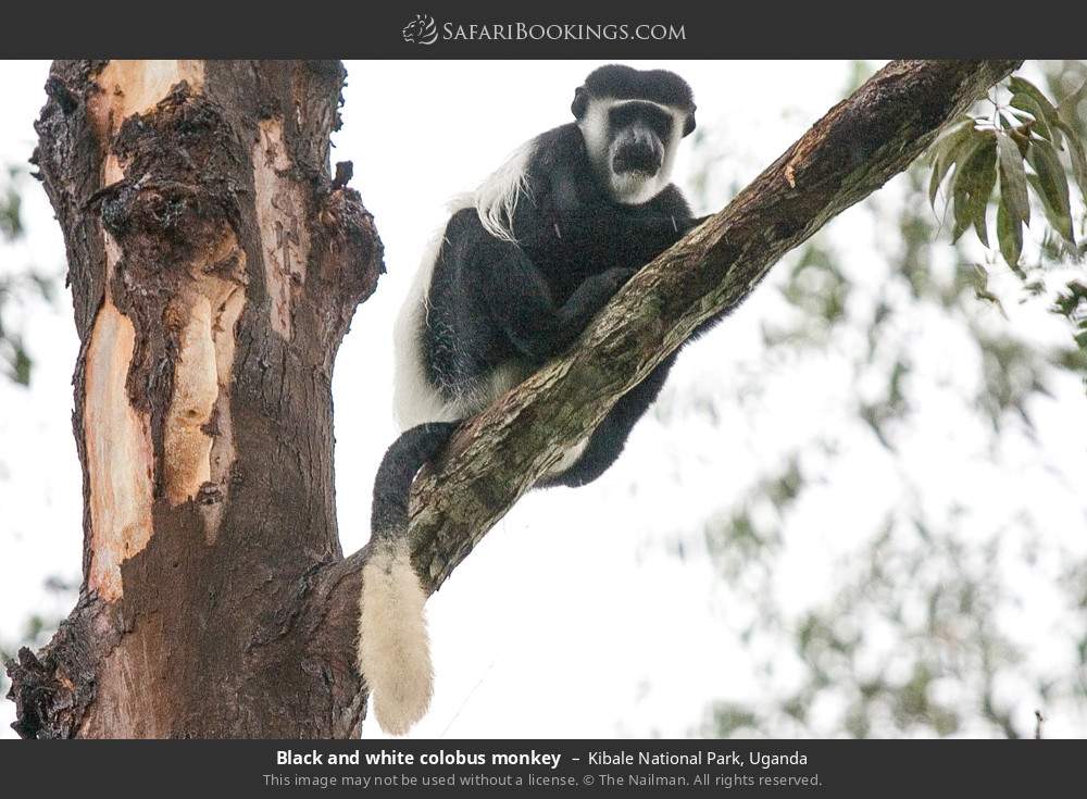 Black-and-white colobus in Kibale National Park, Uganda