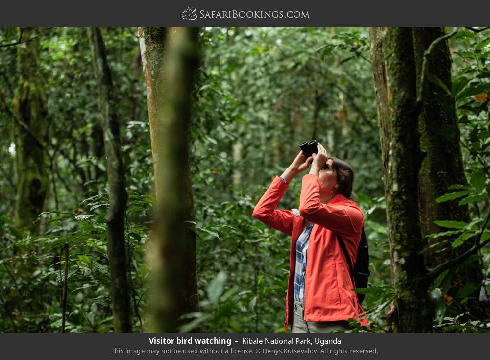 Bird watching in Kibale NP in Kibale National Park, Uganda