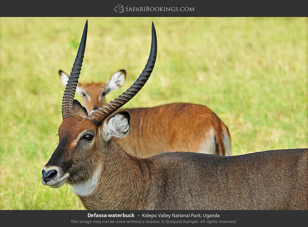 Defassa waterbuck in Kidepo Valley National Park, Uganda