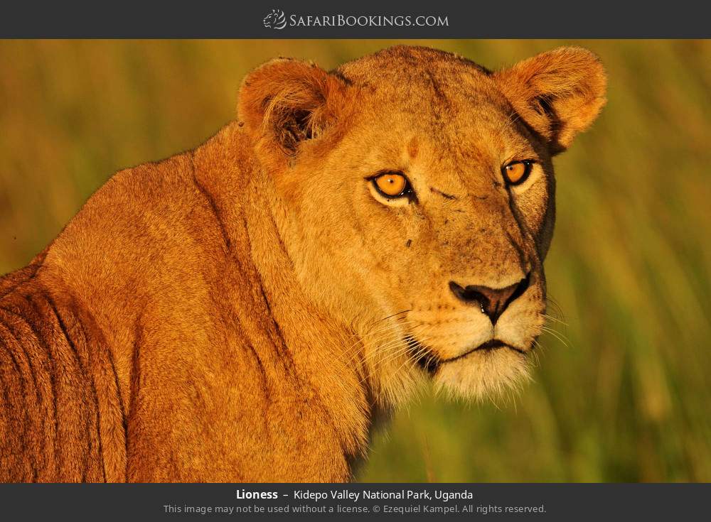 Lioness in Kidepo Valley National Park, Uganda