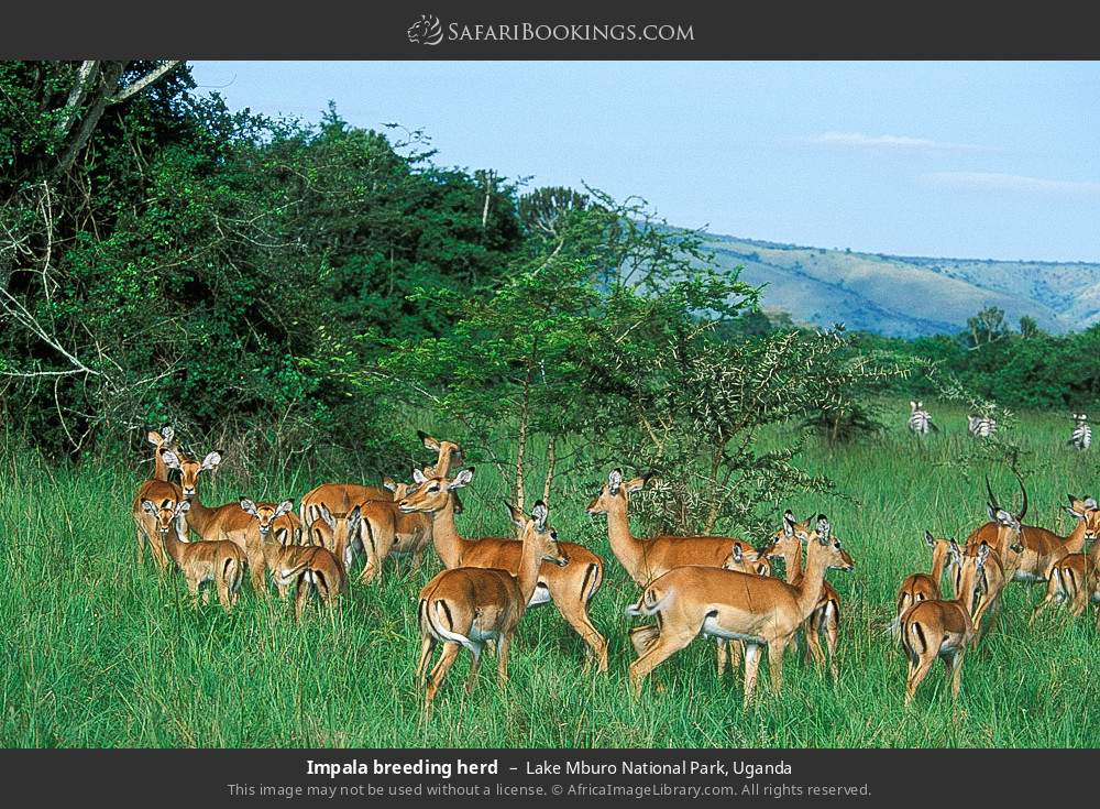 Impala breeding herd in Lake Mburo National Park, Uganda