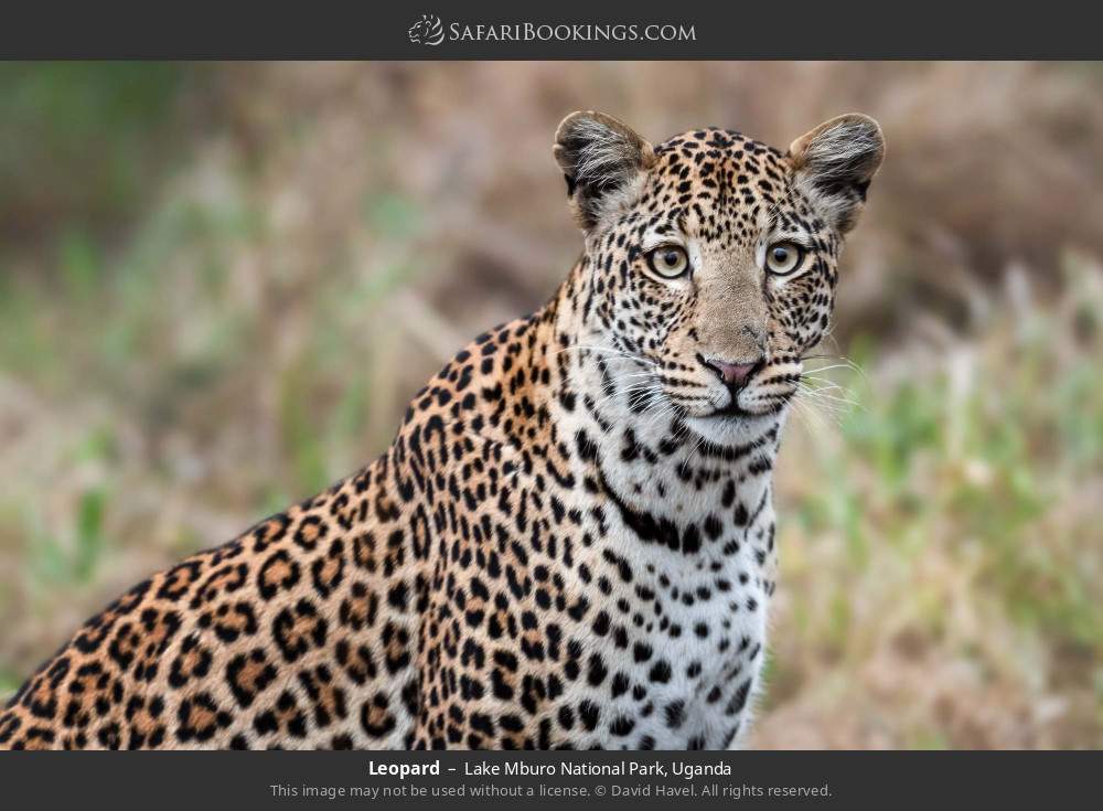 Leopard in Lake Mburo National Park, Uganda