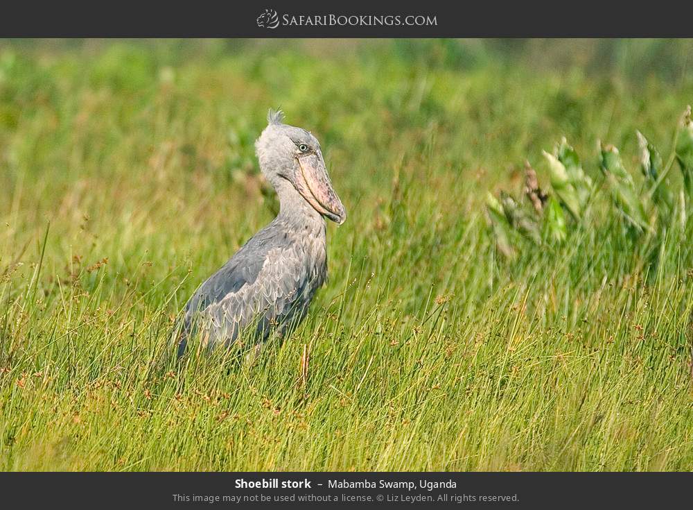 Shoebill in Mabamba Swamp, Uganda