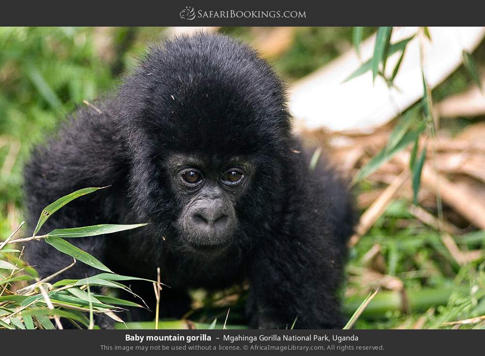 Baby mountain gorilla in Mgahinga Gorilla National Park, Uganda