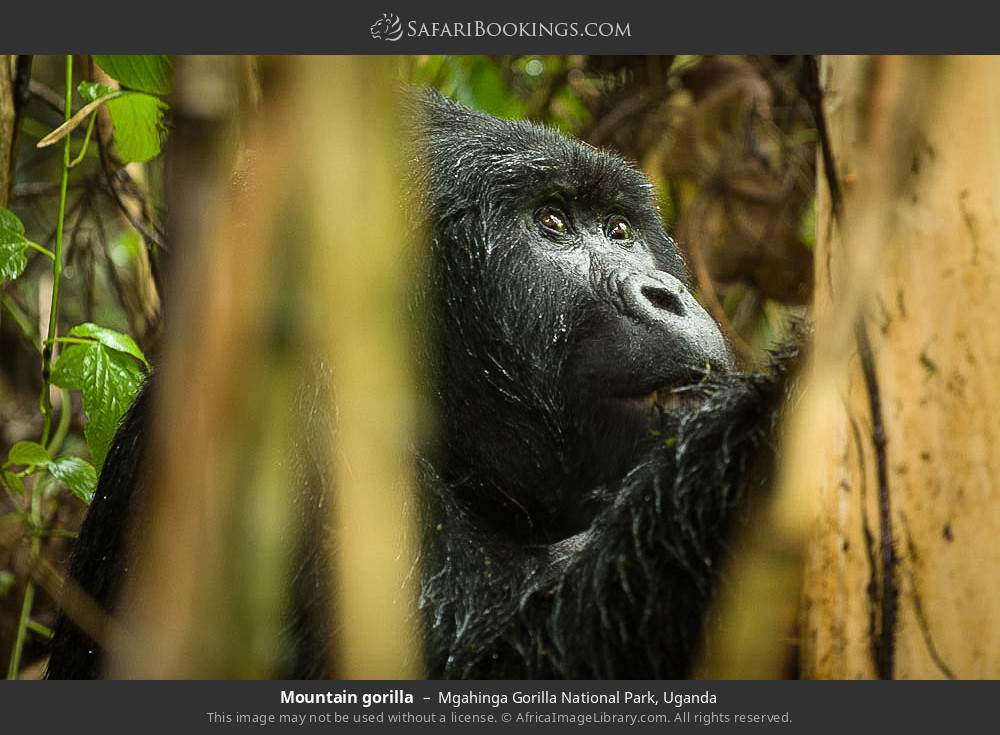 Mountain gorilla in Mgahinga Gorilla National Park, Uganda
