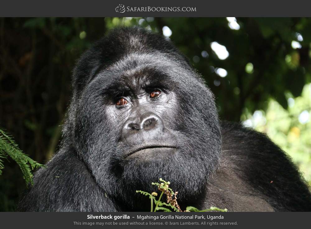 Silverback gorilla in Mgahinga Gorilla National Park, Uganda