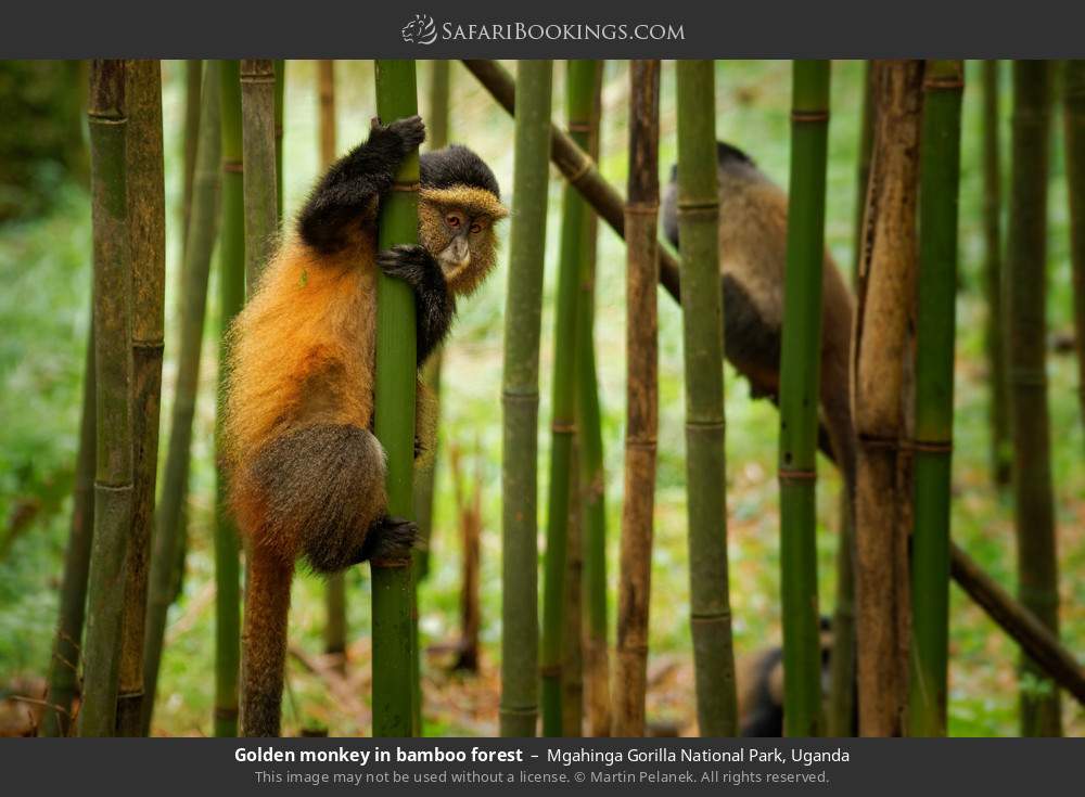 Golden monkeys in bamboo forest in Mgahinga Gorilla National Park, Uganda