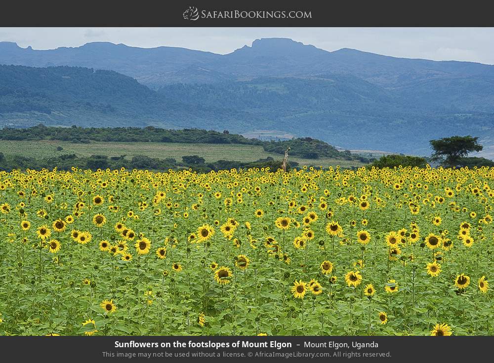 Sunflowers on the footslopes of Mt Elgon in Mount Elgon, Uganda