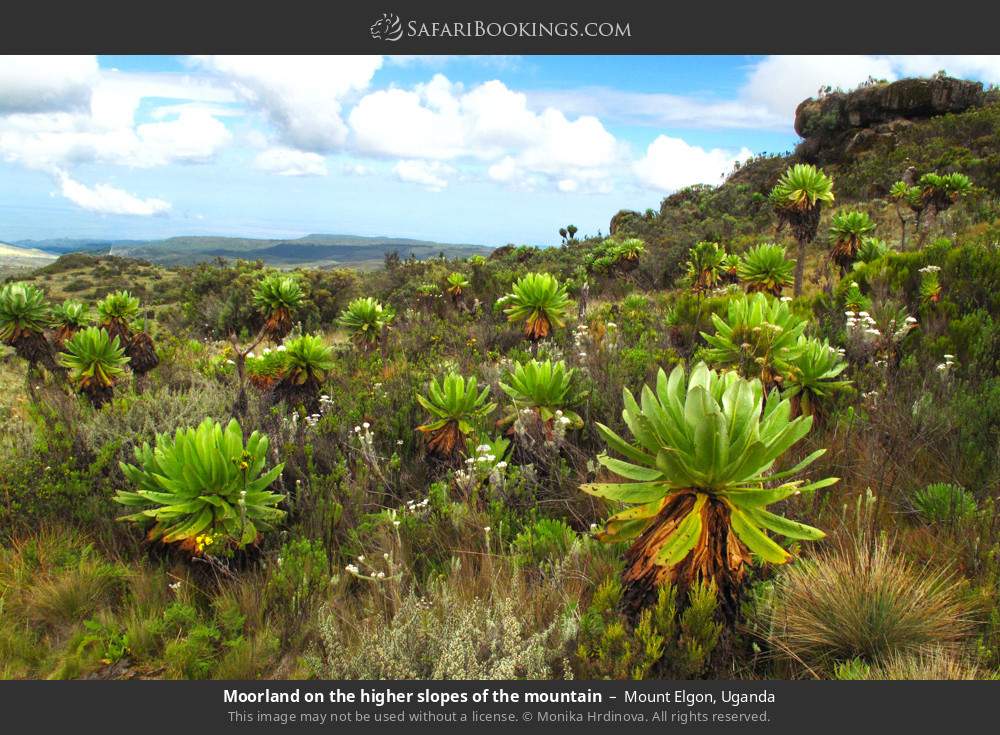 Moorland on the higher slopes of Mt Elgon in Mount Elgon, Uganda
