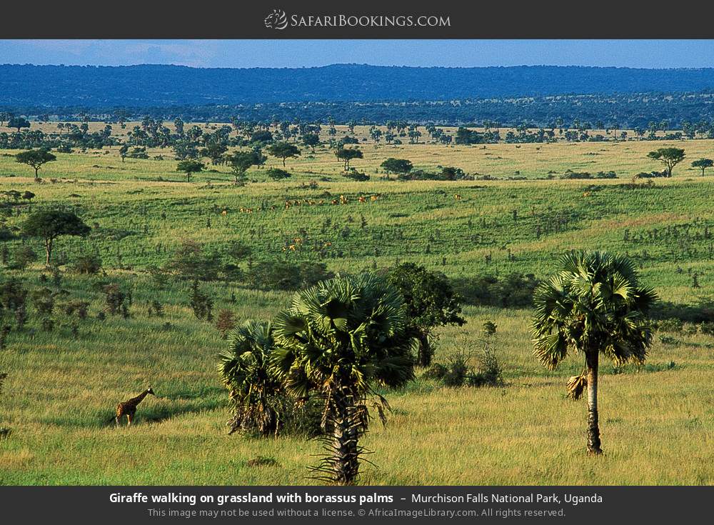 Giraffe walking across grassland with borassus palms in Murchison Falls National Park, Uganda