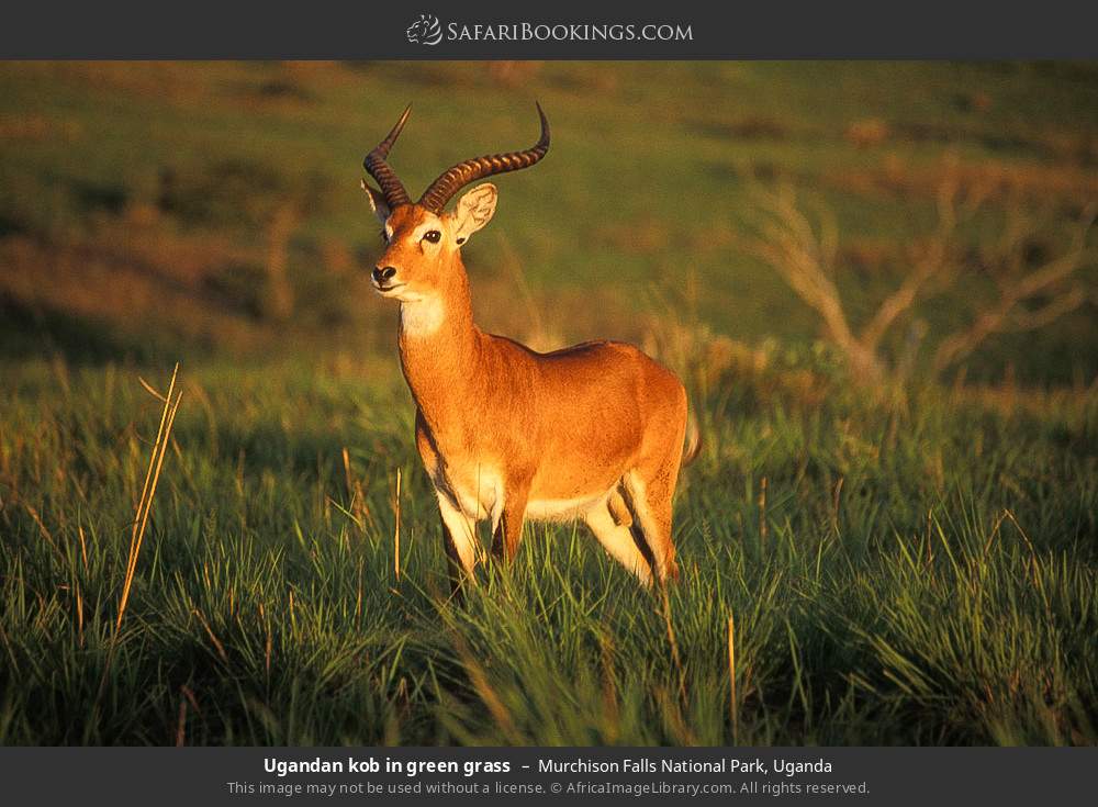 Uganda kob in Murchison Falls National Park, Uganda