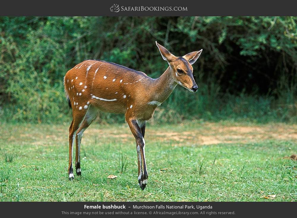 Female bushbuck in Murchison Falls National Park, Uganda