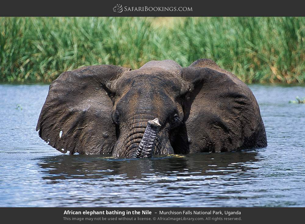African elephant bathing in the Nile in Murchison Falls National Park, Uganda