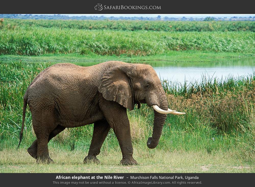 African elephant at the Nile River in Murchison Falls National Park, Uganda