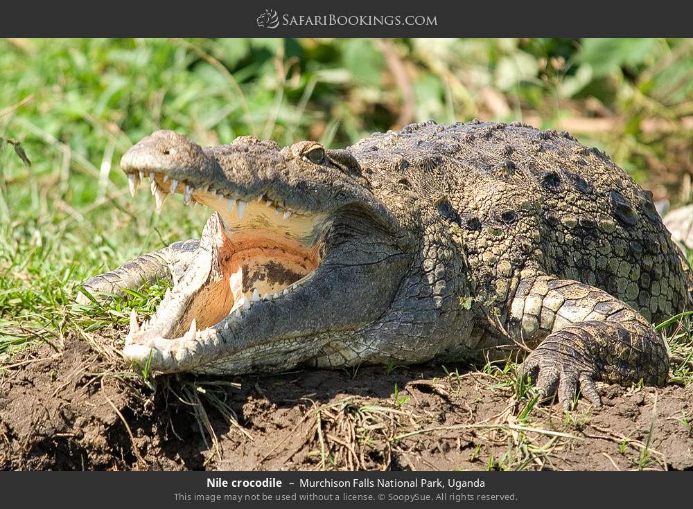 Nile crocodile in Murchison Falls National Park, Uganda