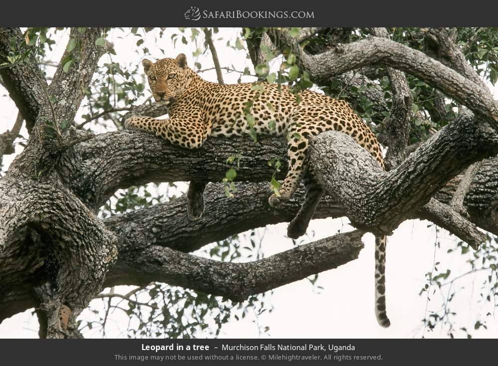 Leopard in a tree in Murchison Falls National Park, Uganda